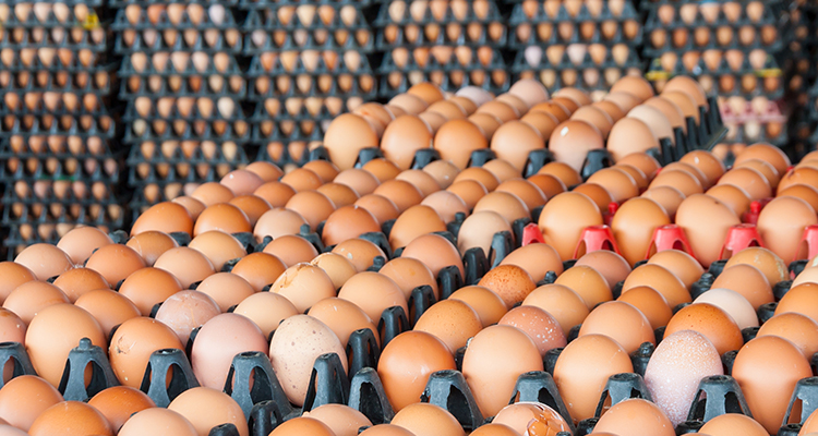 Egg Traders in Dubai UAE